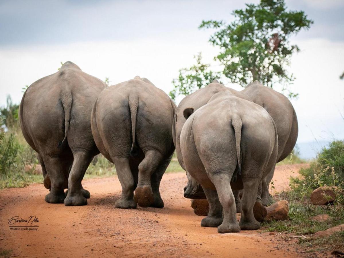 Elephants Crossing Rezervaţia de vânat Welgevonden Exterior foto