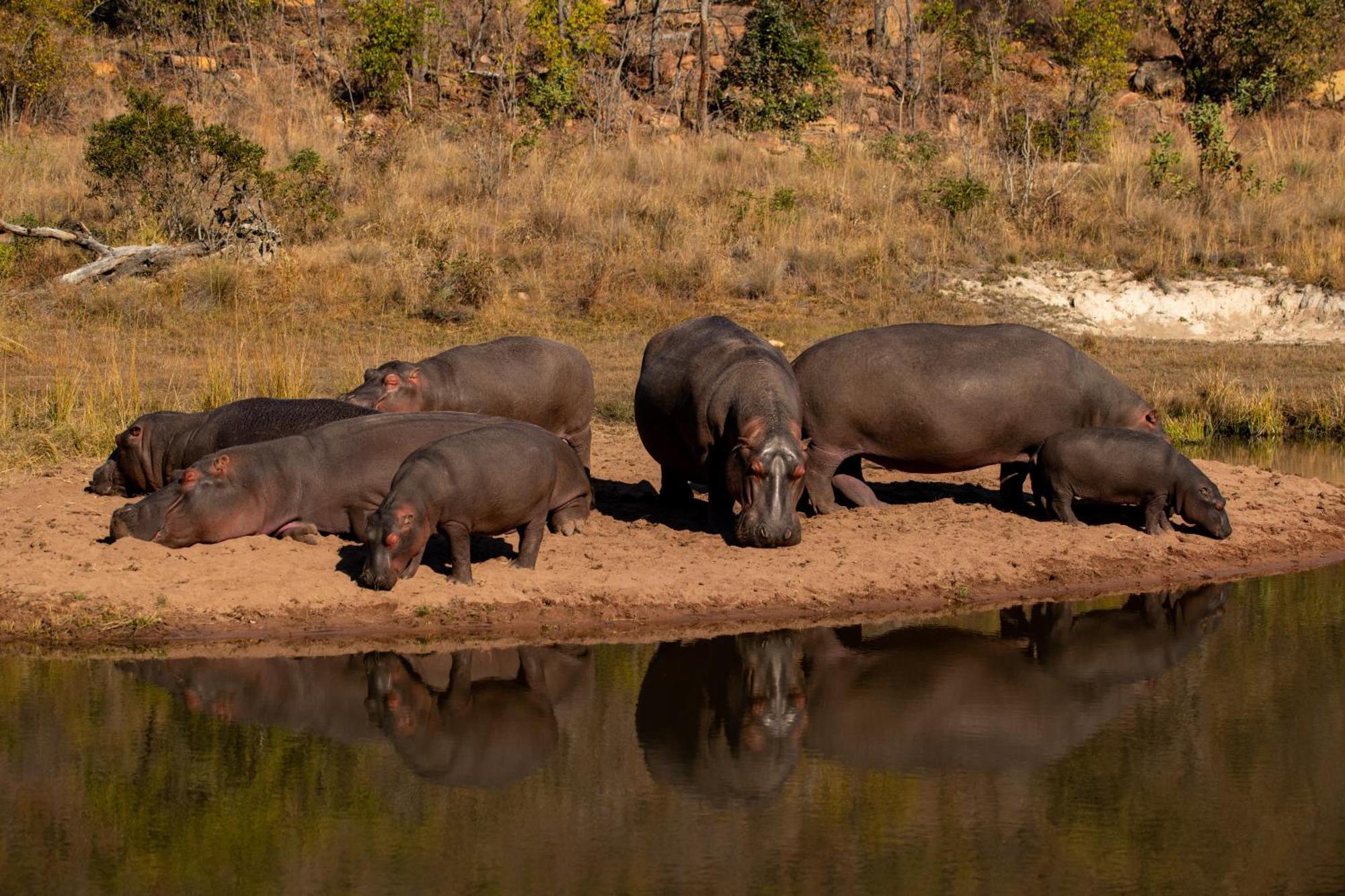 Elephants Crossing Rezervaţia de vânat Welgevonden Exterior foto